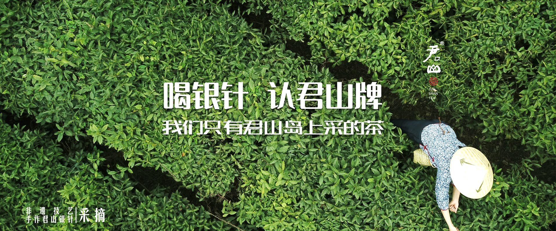 喝銀針 認君山牌